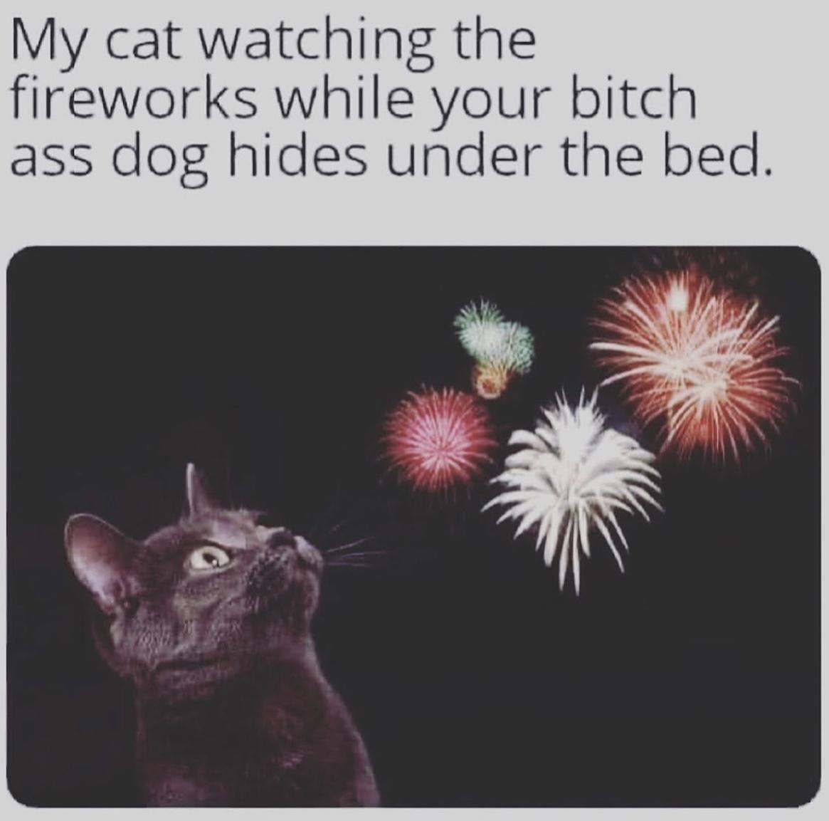 Tough kitty…