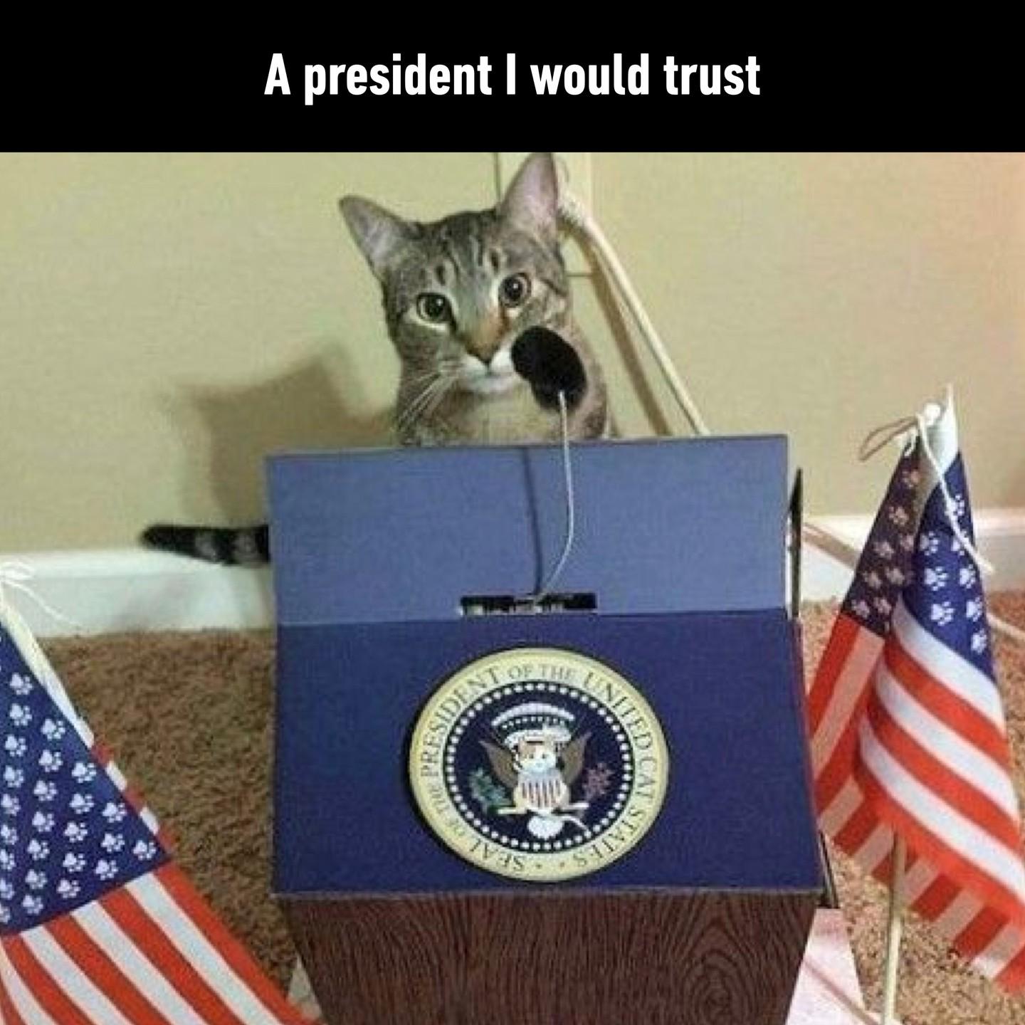 The purrfect candidate