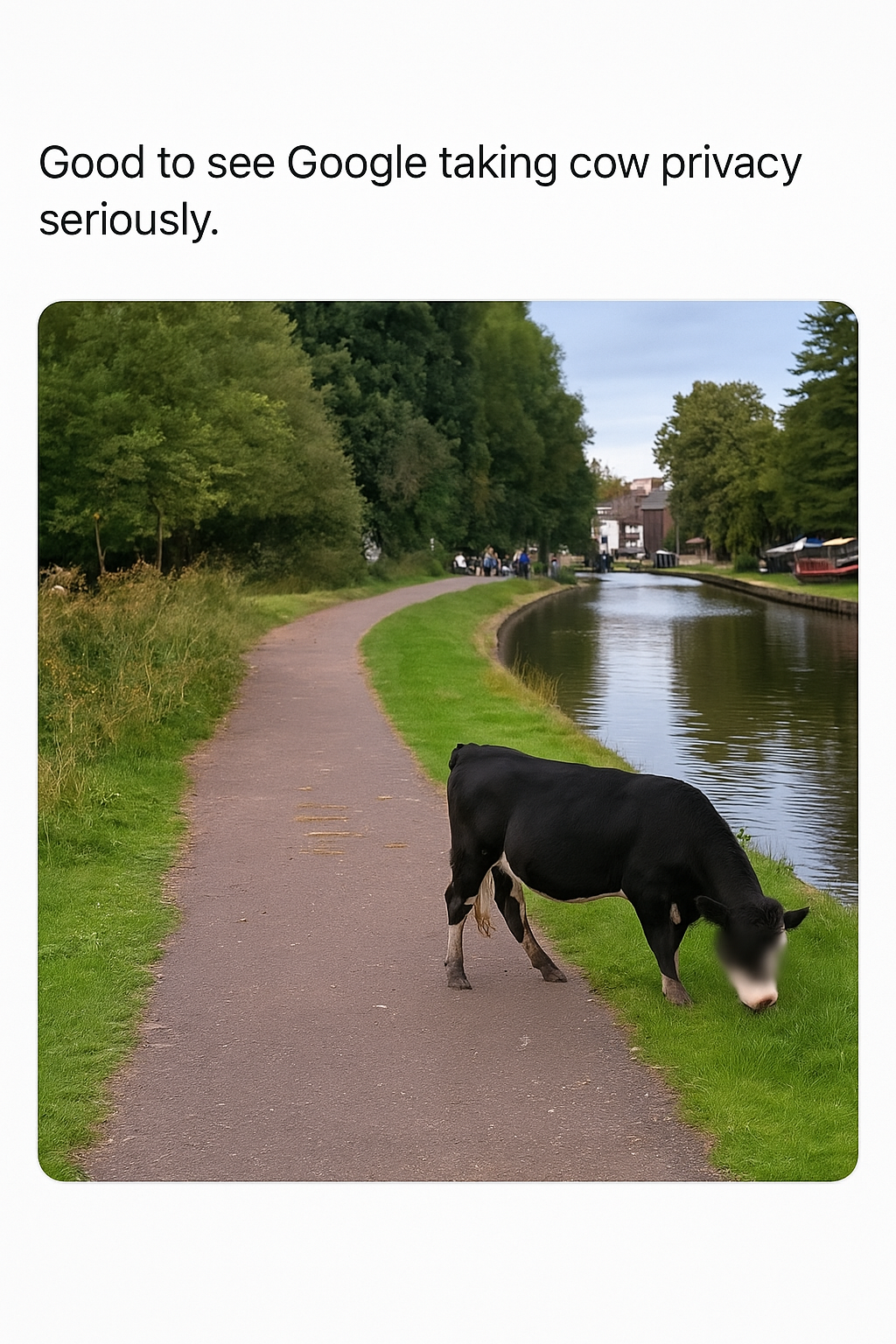 Cow privacy