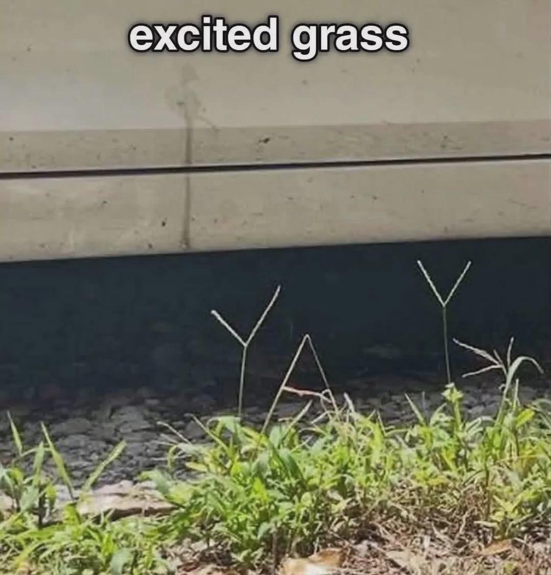 Hyped Grass.