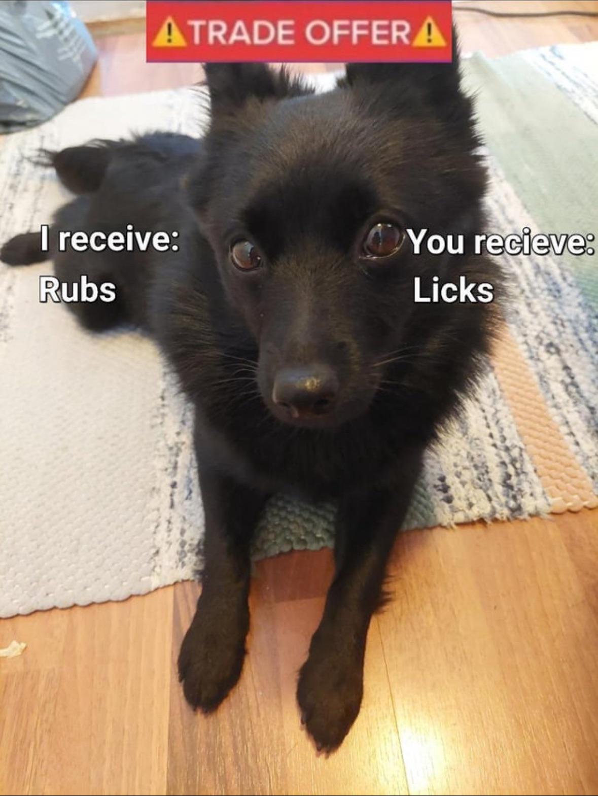 The ultimate trade offer from a fruit bat dog