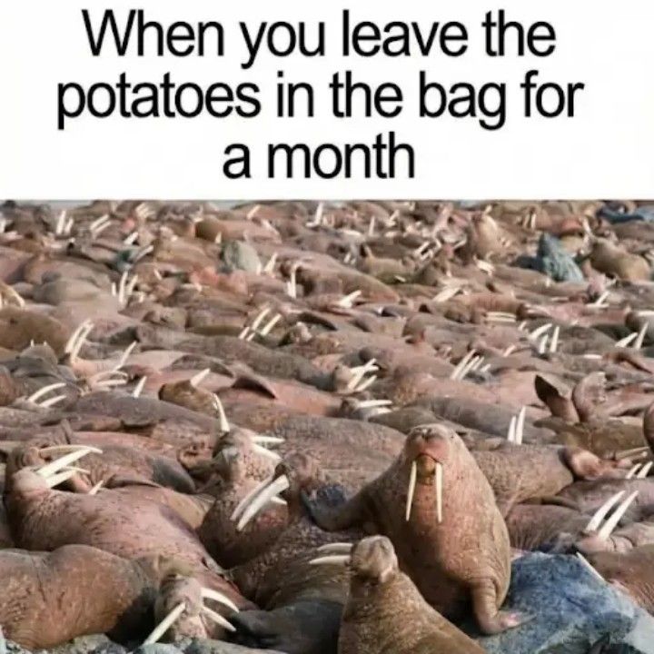 Potato potahto