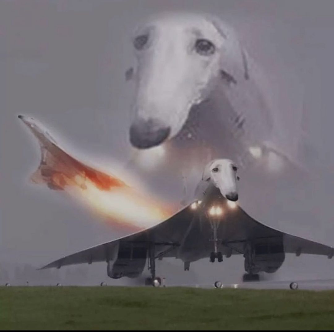 Borzorde