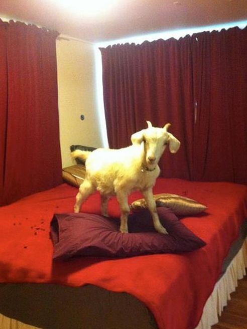 "I have a suprise for you in the bedroom". Wasn't expecting this.