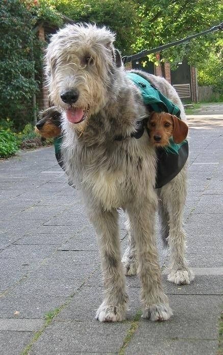Newly installed two subwoofers