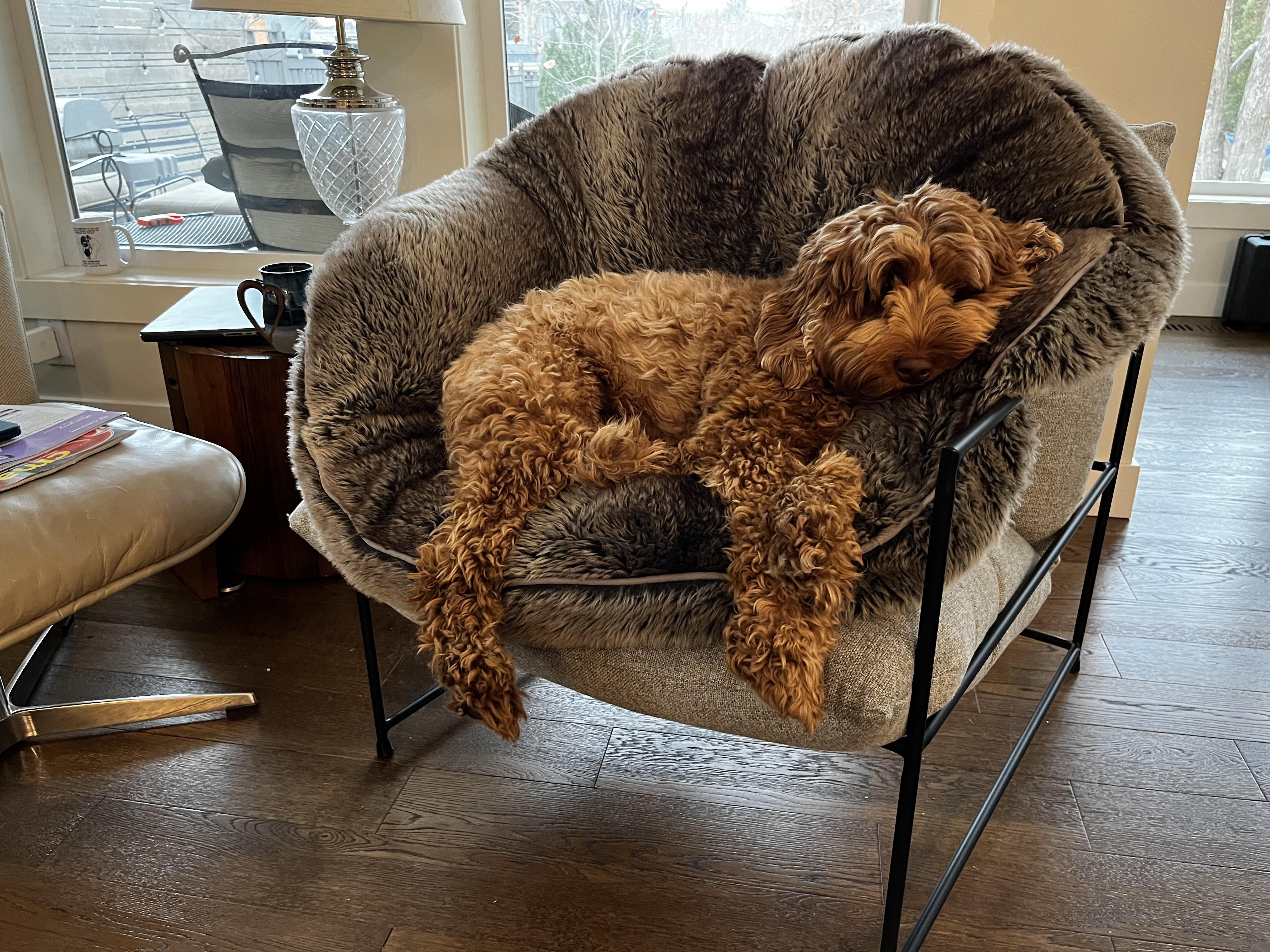 Her bed was put on the chair while we were sweeping. 4 hours later, she won’t move and growls when we come close.