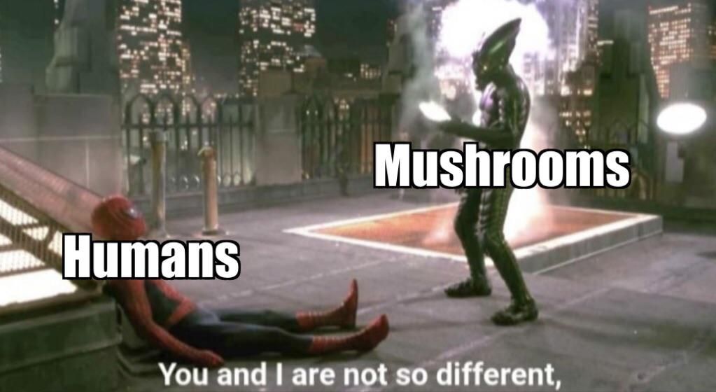 Does it count as a History Meme?