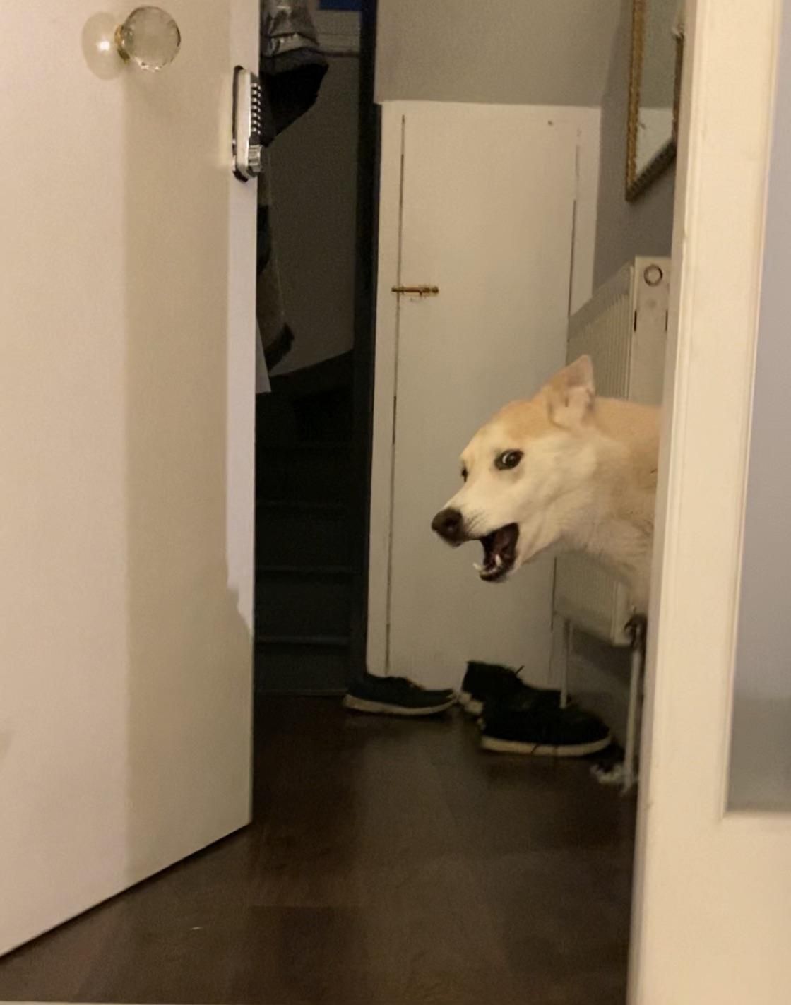 I took a photo of my husky and it looks like a meme. Caption needed:
