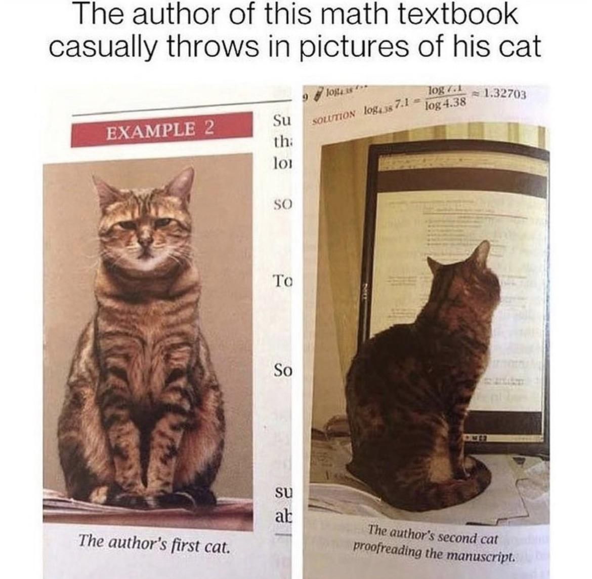 The all seeing cats