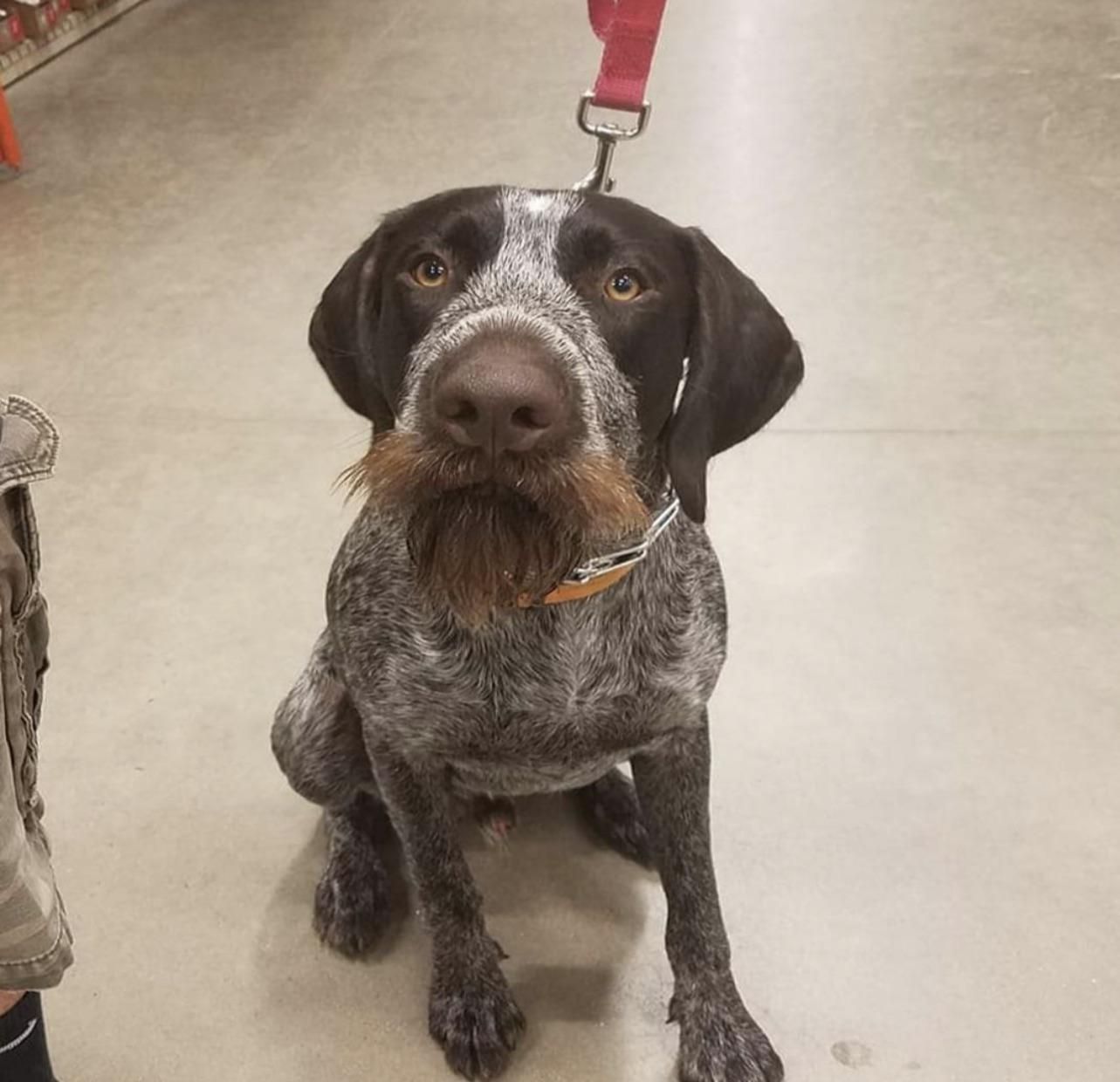 This dog just taught me how to do my taxes.