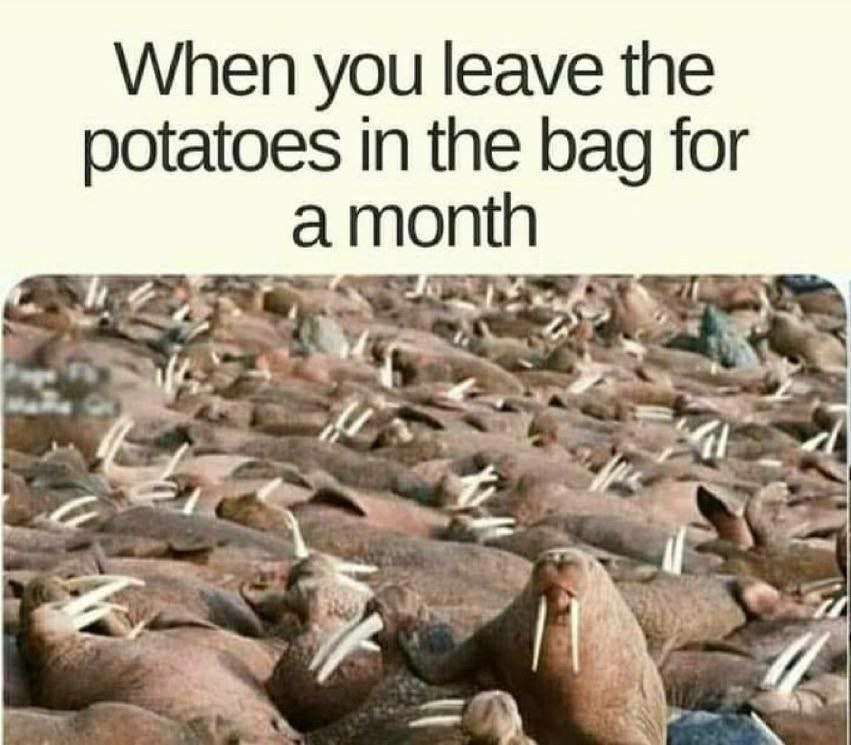 potatoes