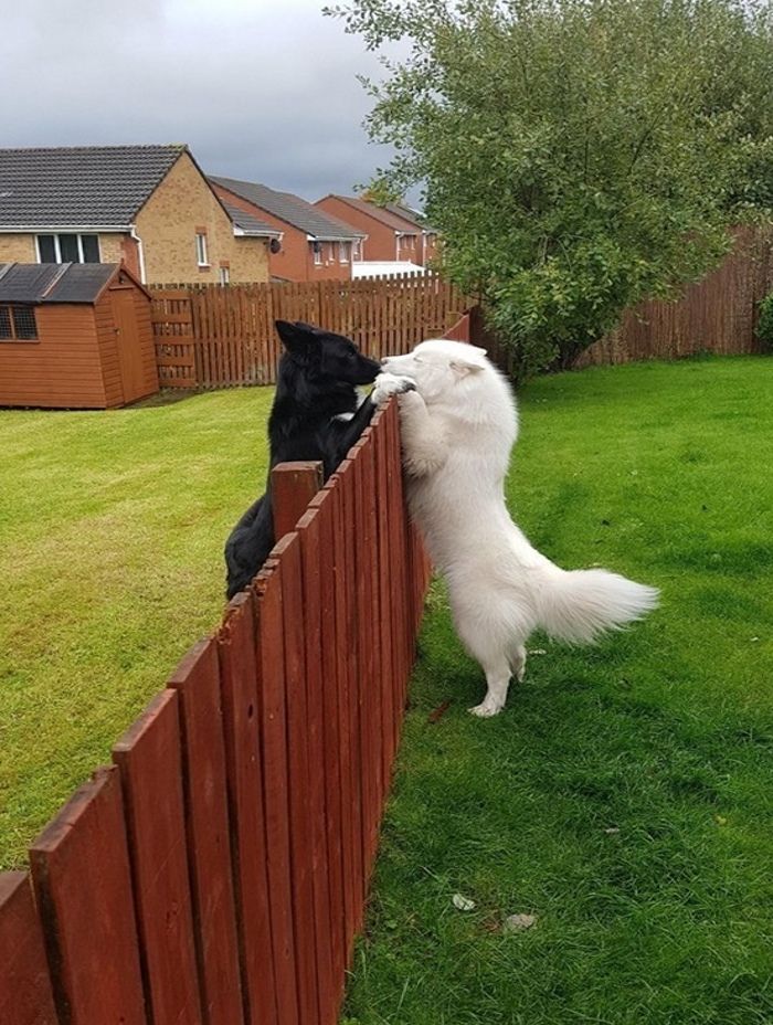 Interracial couple reunited after the abolishment of segregation. .