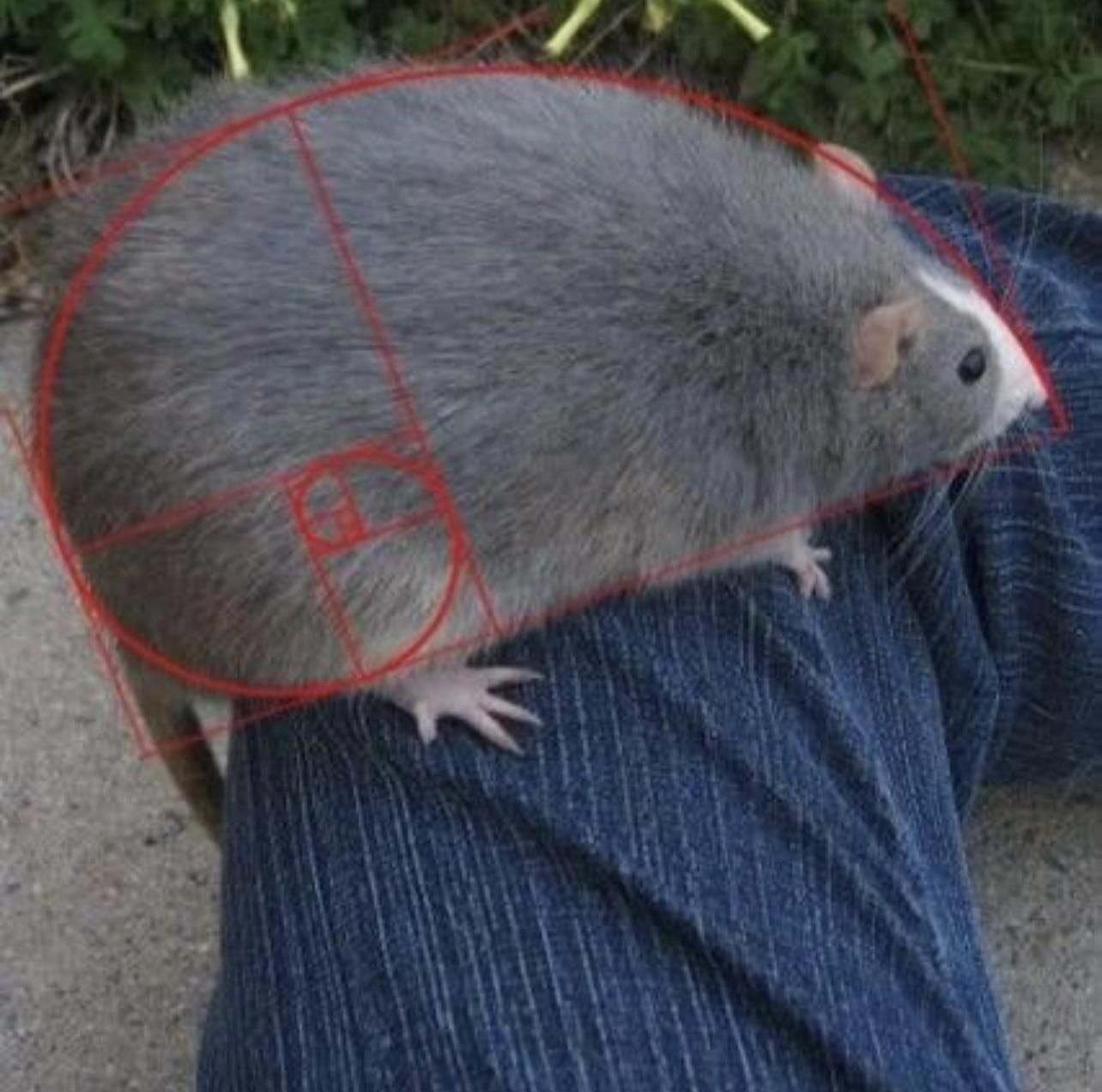 The golden ratio