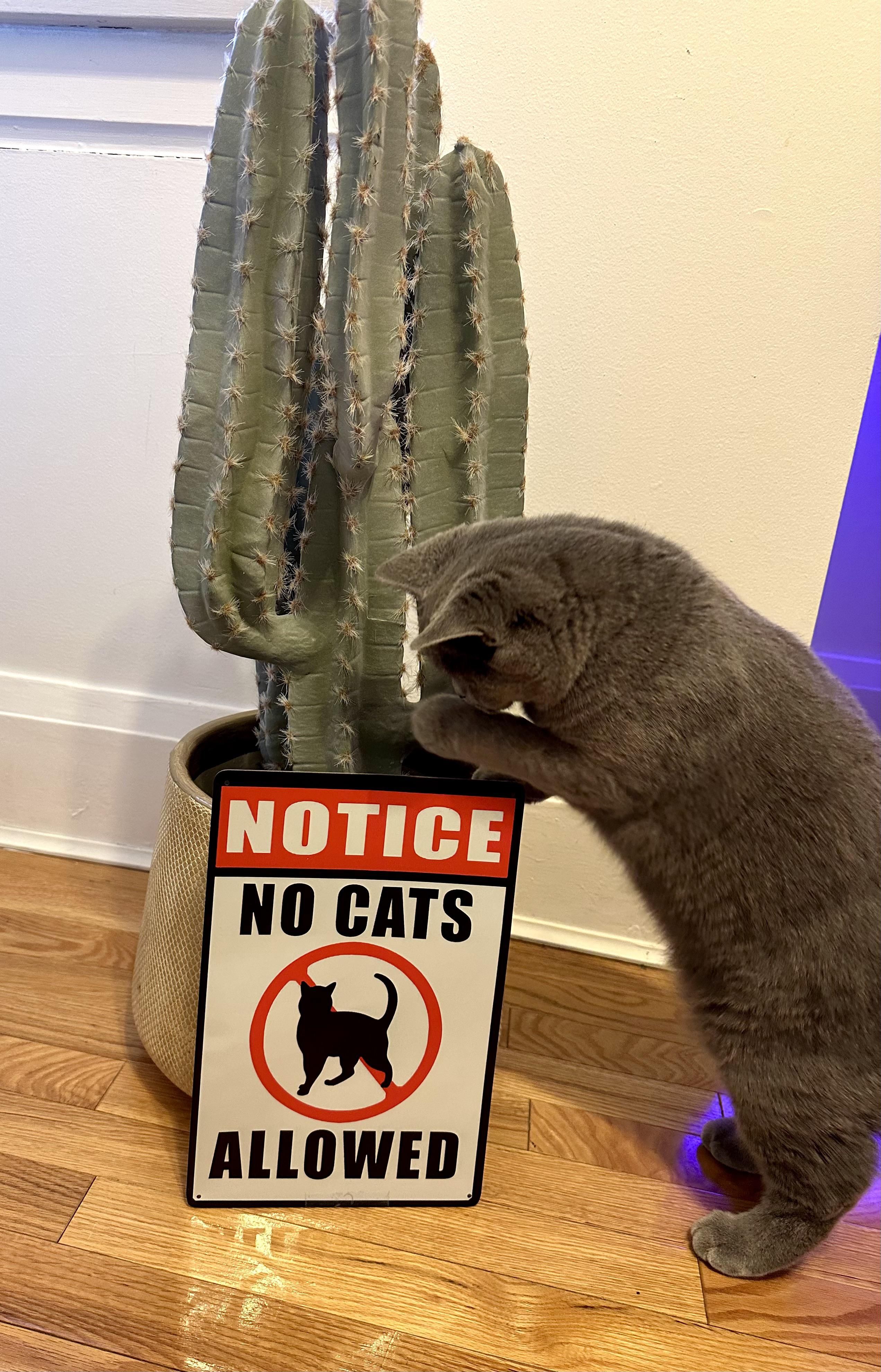 He’s either illiterate or has no regard for the law