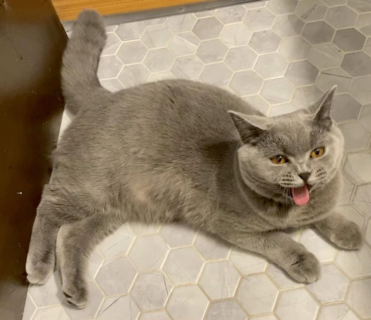 This is the last time my cat will follow me into the bathroom