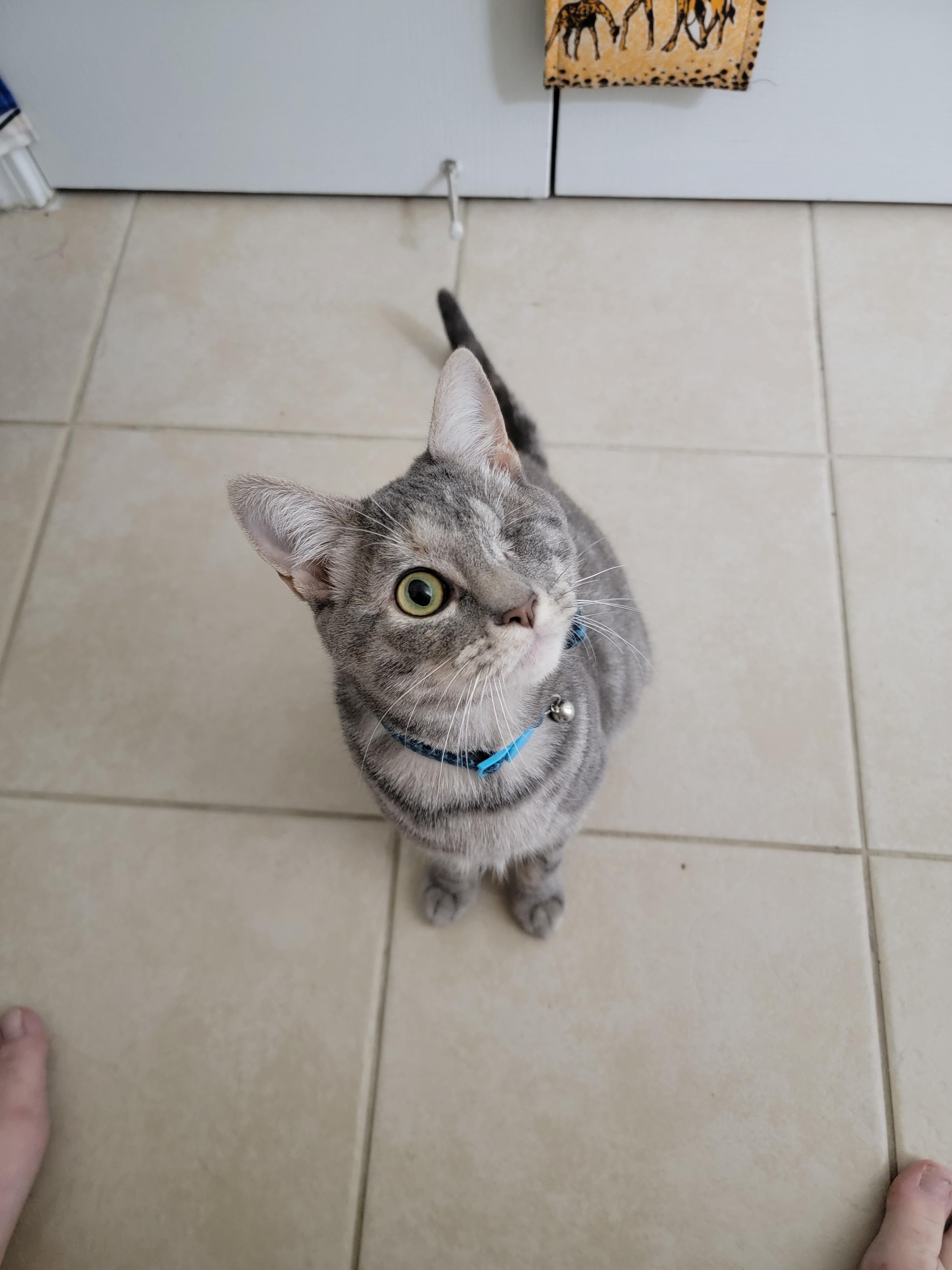 I never thought going to the bathroom was a spectator sport until I adopted my cat.