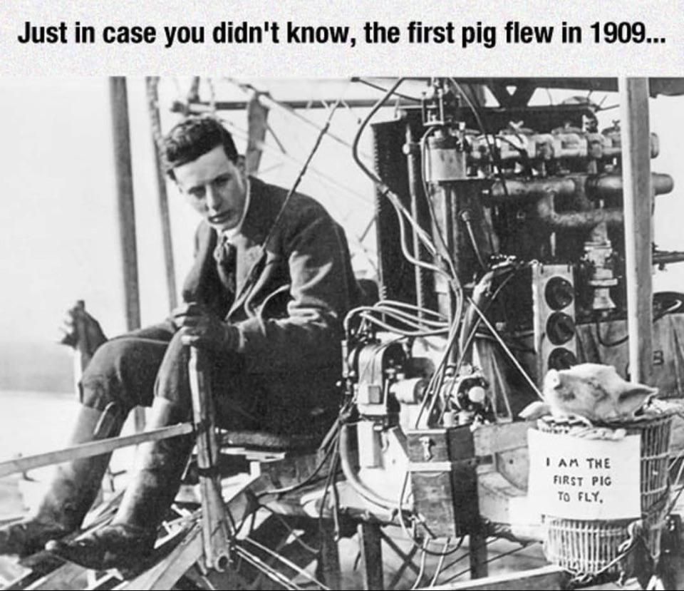 Fly pig fly!