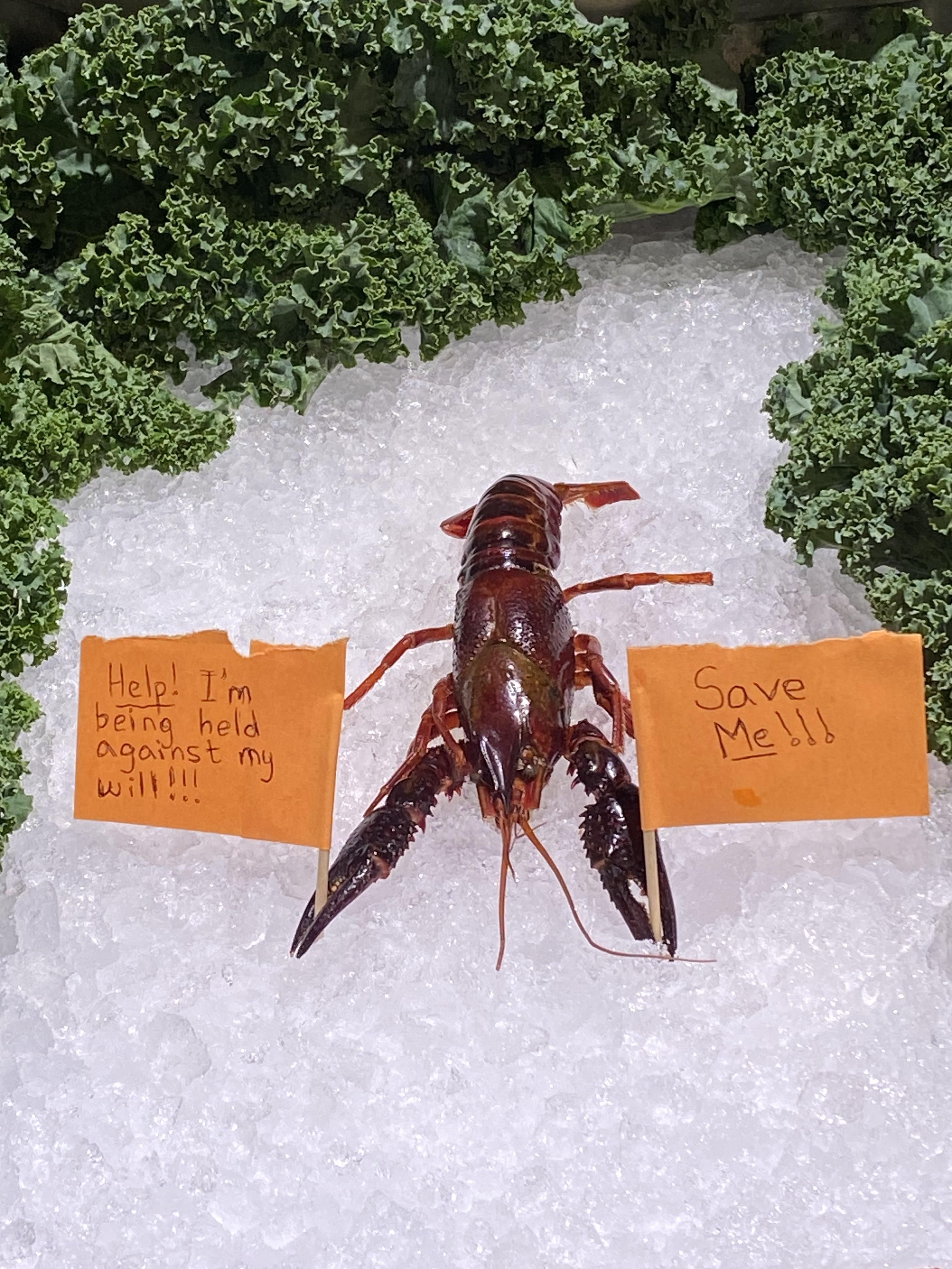 I’m bored at work. Help me think of more things for the crawfish to say?
