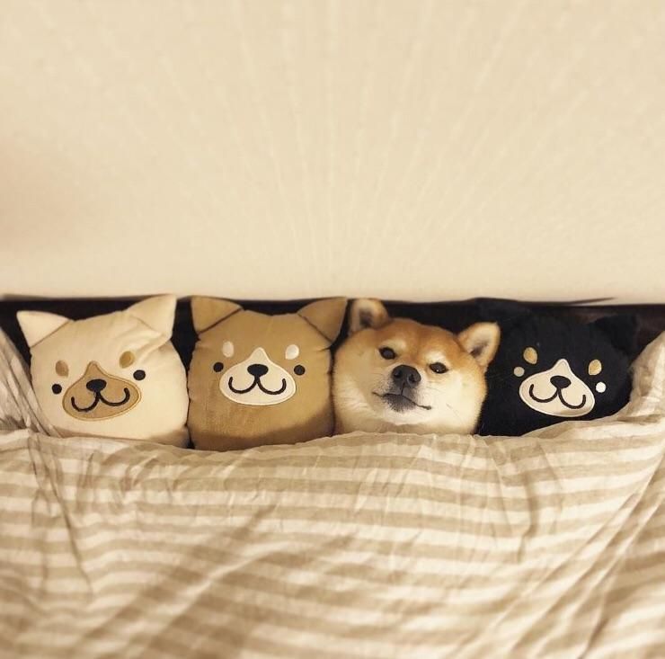 Japanese soldier hides out among dead comrades