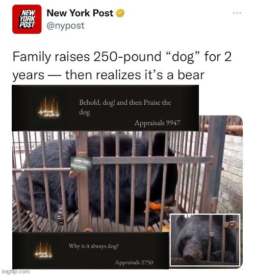 Didn't expect dog...