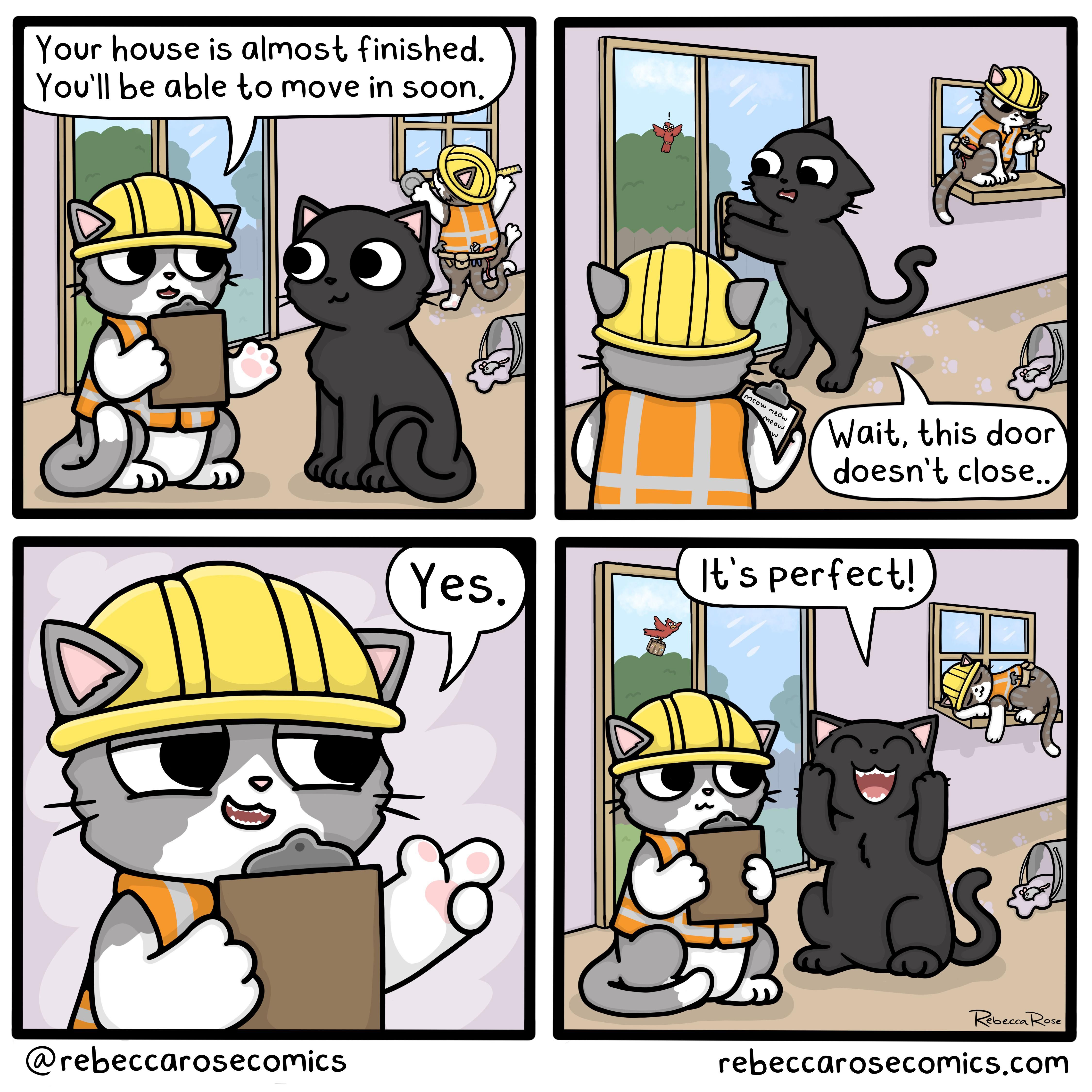 House Cat