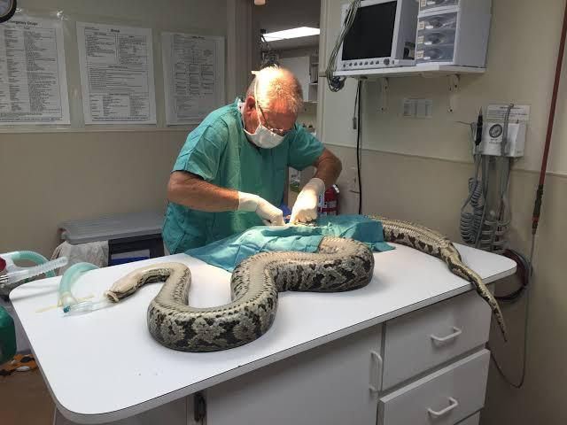 The first man to program in python