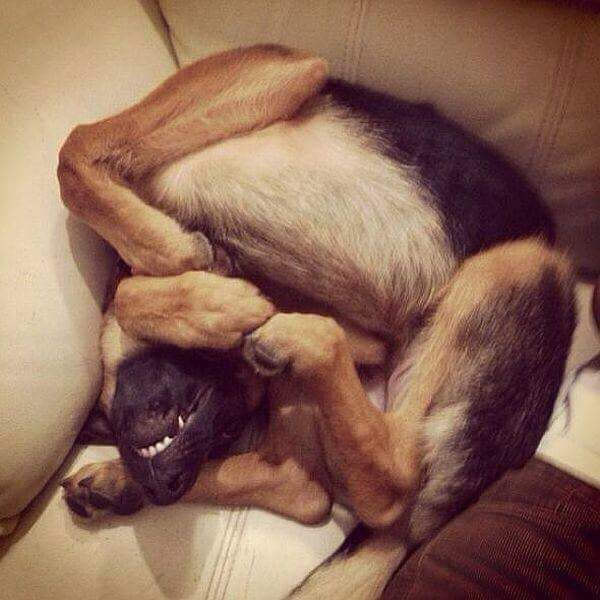 Dog Kit - Don't try to assemble yourself!