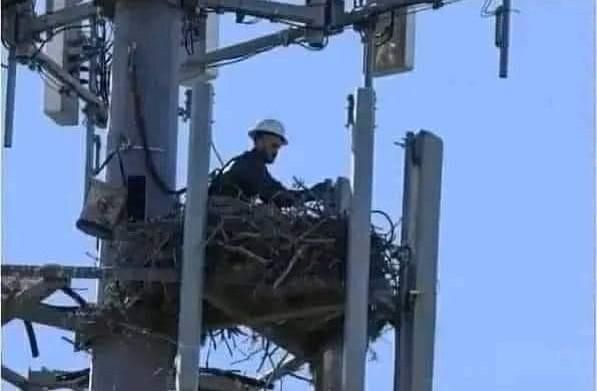 Rare capture of a newborn electrician, still with the eggshell on his head. Photo taken in 1997.