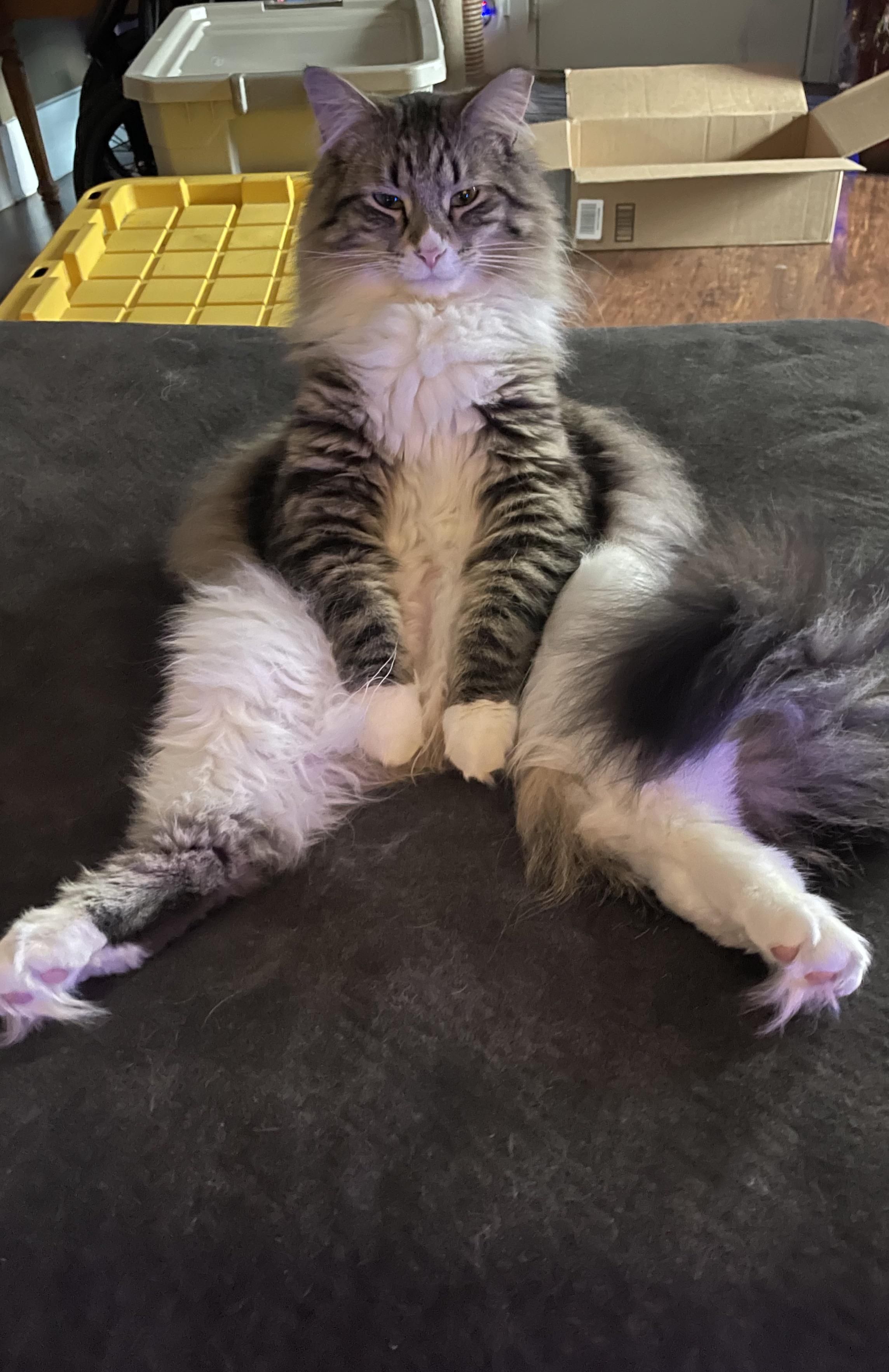 What’s wrong with my cat?