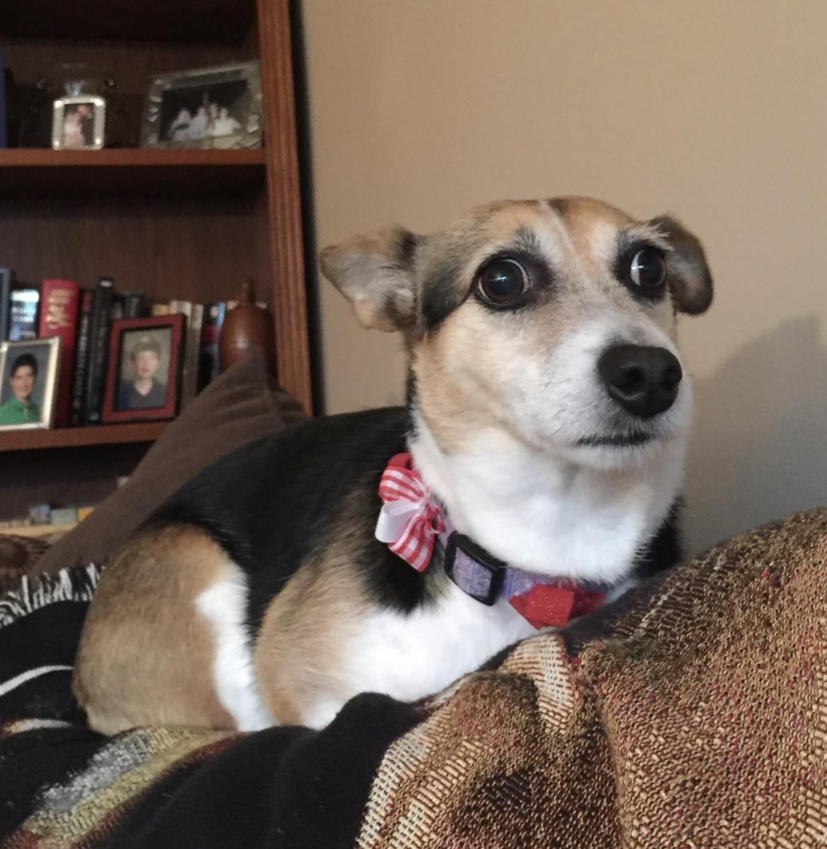 my dog after a very loud lightning strike