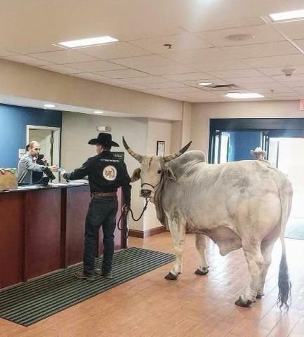 My uncle sent me this photo. There’s a rodeo in town this weekend, and the performers are starting to arrive.