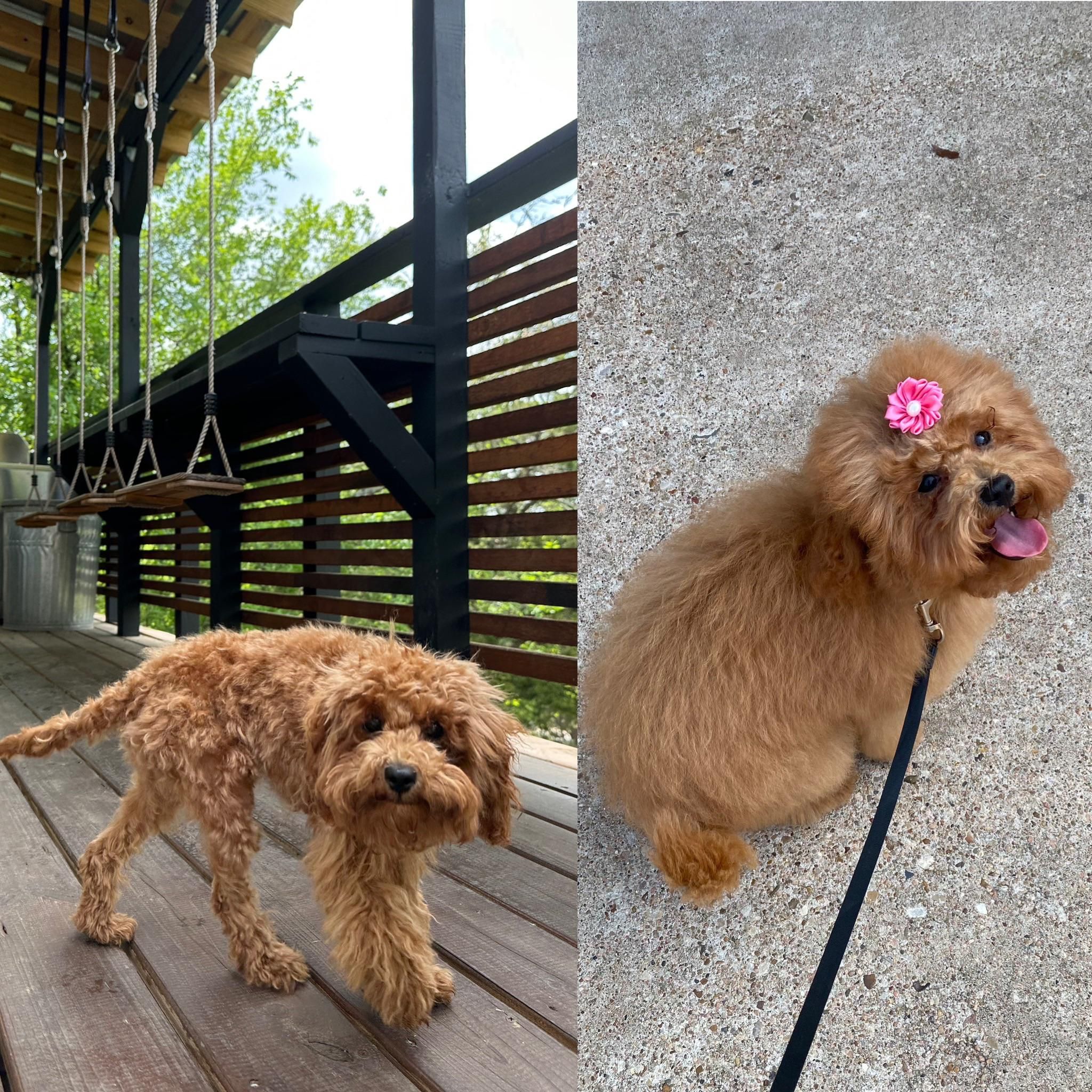 Wife tried to save money by giving our dog a haircut on her own. Her haircut vs the professional haircut. No animals were harmed