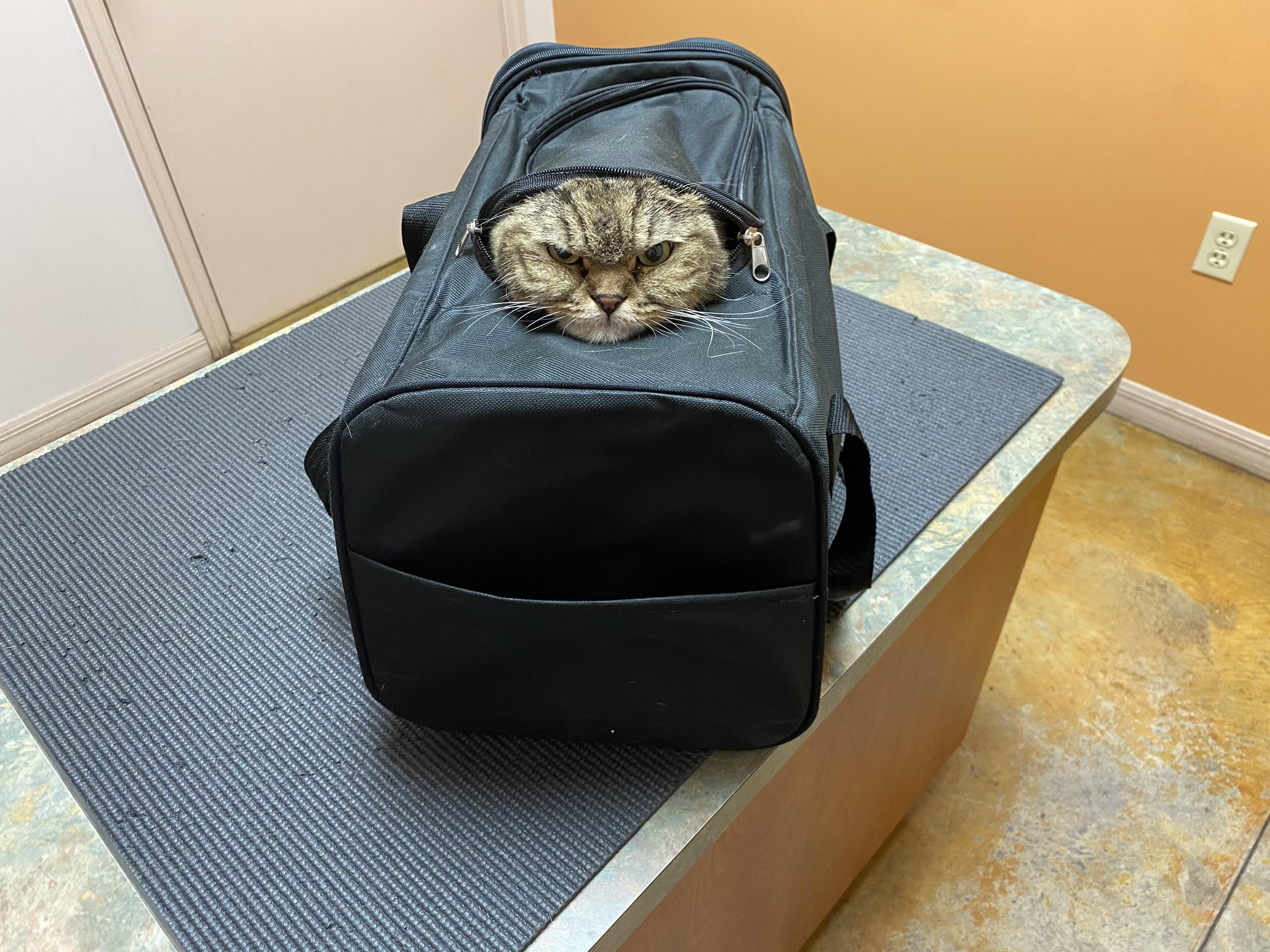 Vet visit. As you zoom in the grumpier he looks.