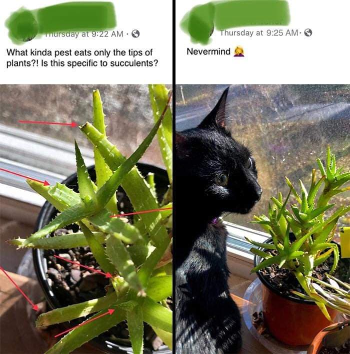 Catus-veganus-parasitus