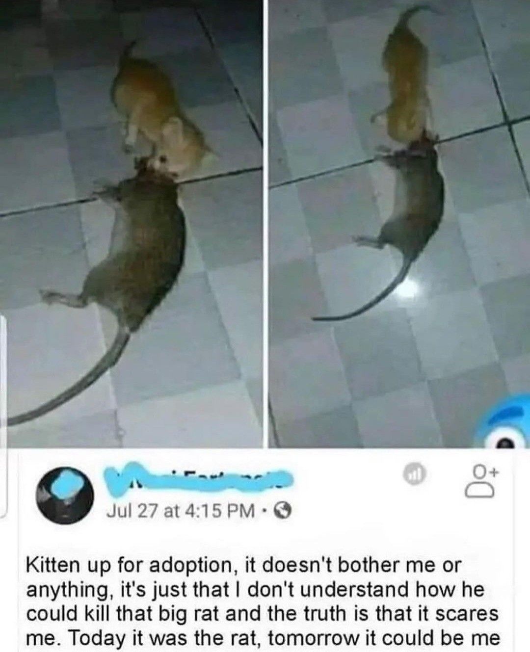 Kitten bitten