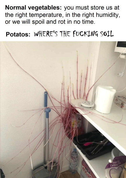 Potatos are peak vegetable