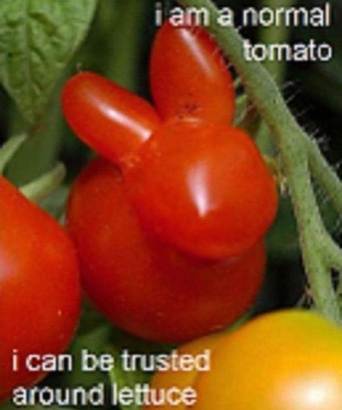 tomato