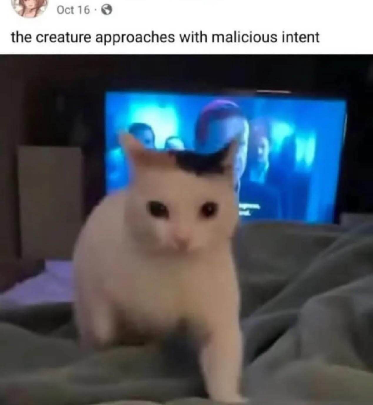 The creature is about to receive headpats