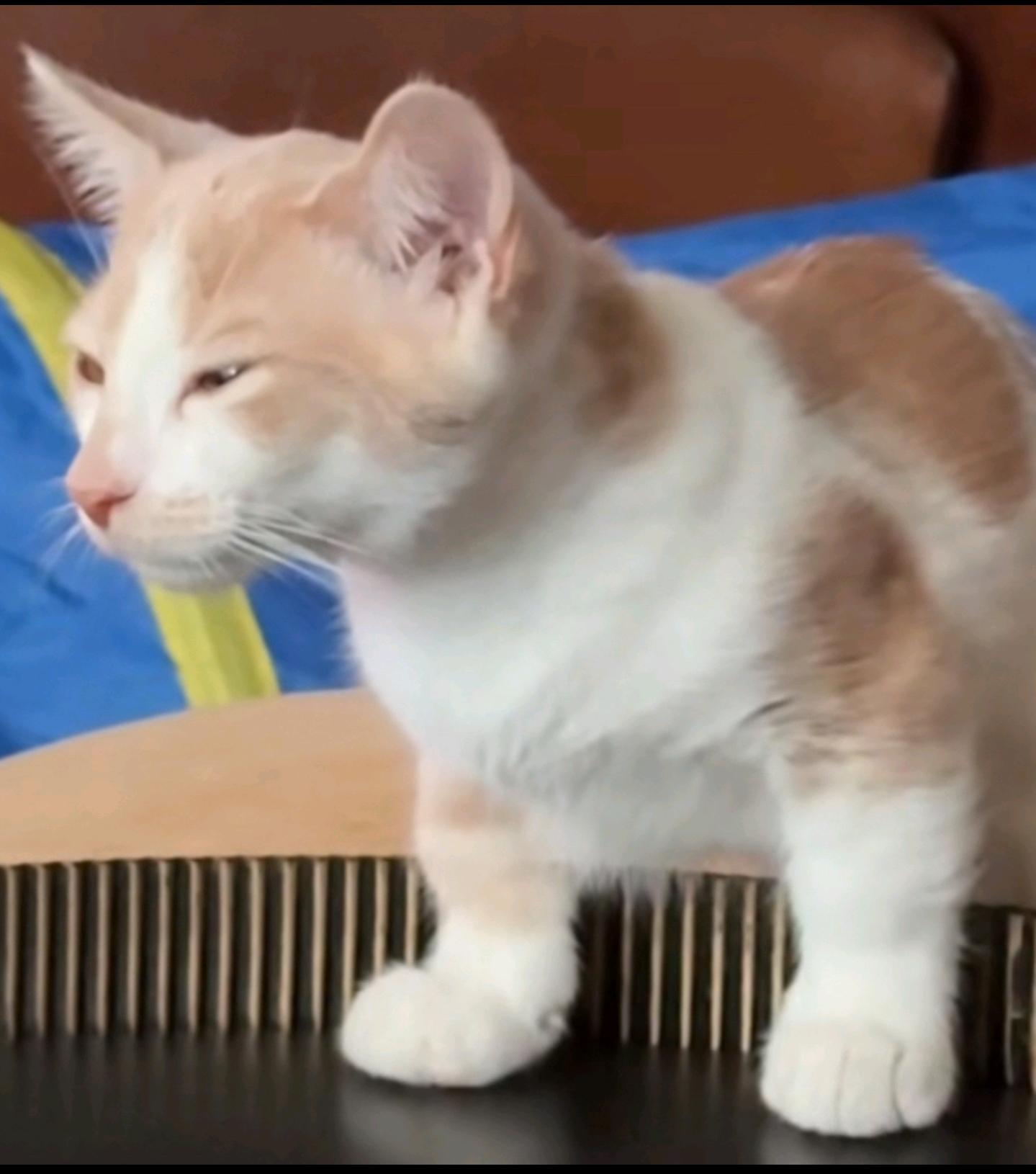Invest in suspicious kitten while we're on the ground floor