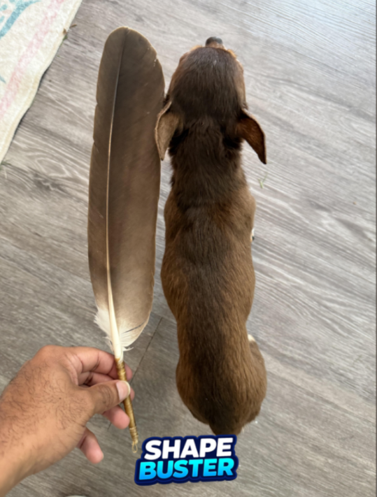 A single bald eagle feather next to me 8 year old Chihuahua