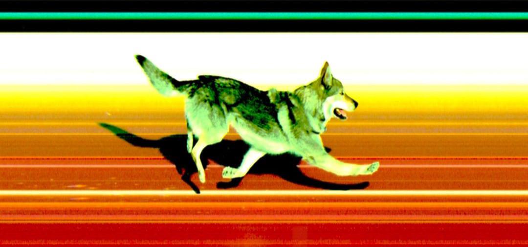 Invest in Olympics dog