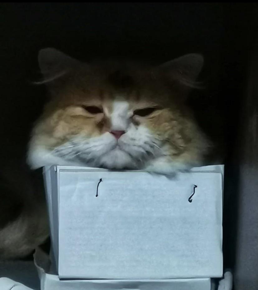 Investo in sad cato