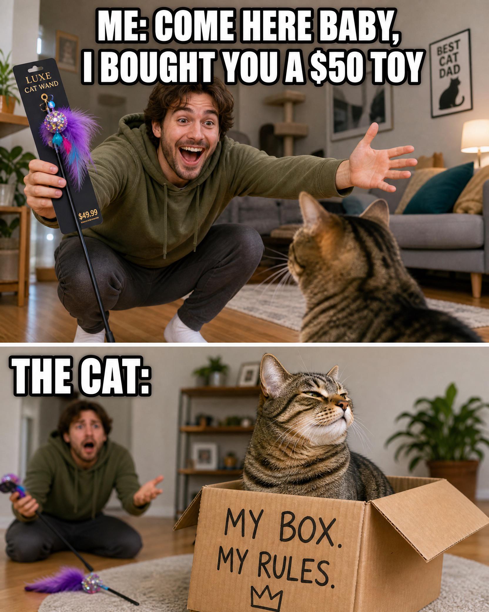 Every cat owner knows this pain