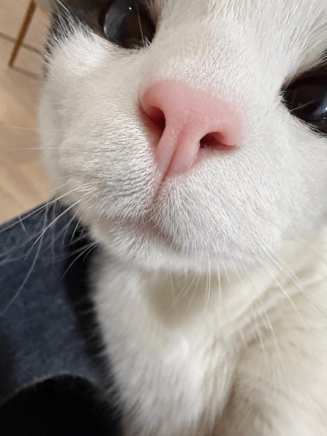 She stole my phone and took a selfie