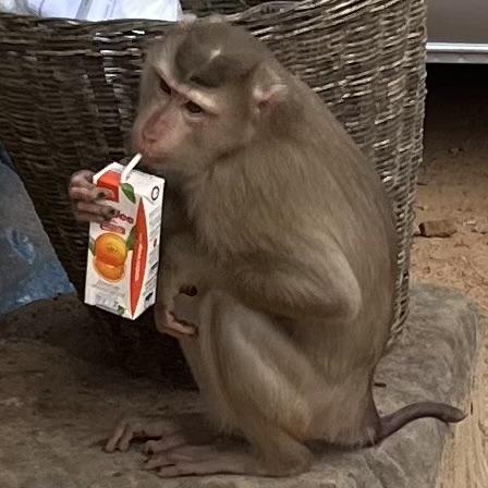 Invest In Monkey With Orange Juice!