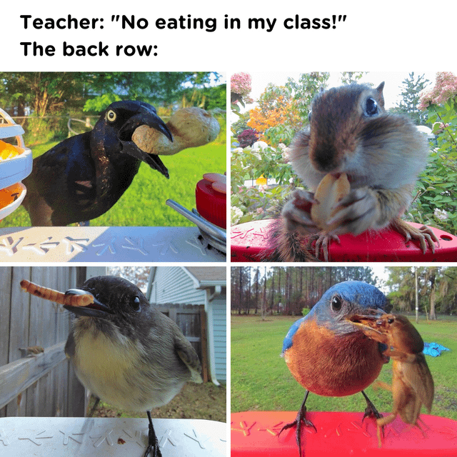Invest in classy eating
