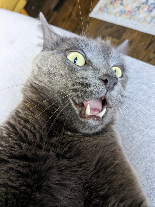 Invest in Surprised / Shocked cat selfie like it's 2007!