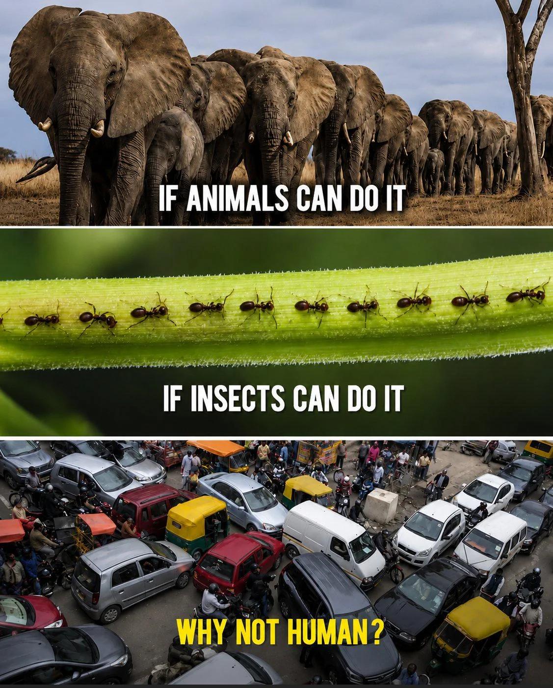 If animals and insects can coordinate, why is collective discipline is so hard for humans?