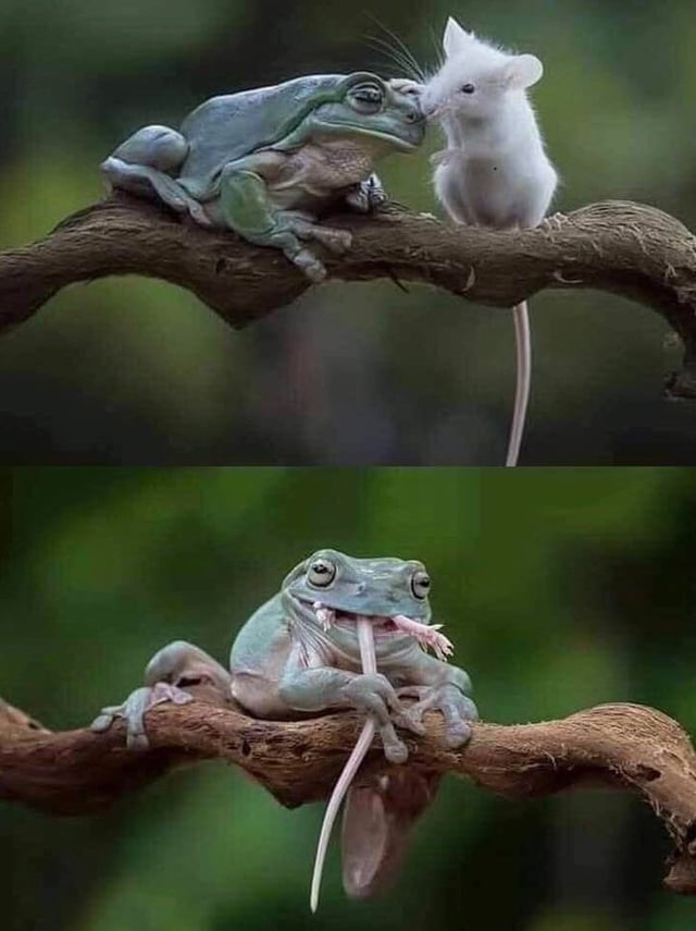 Invest in overly-trusting mouse
