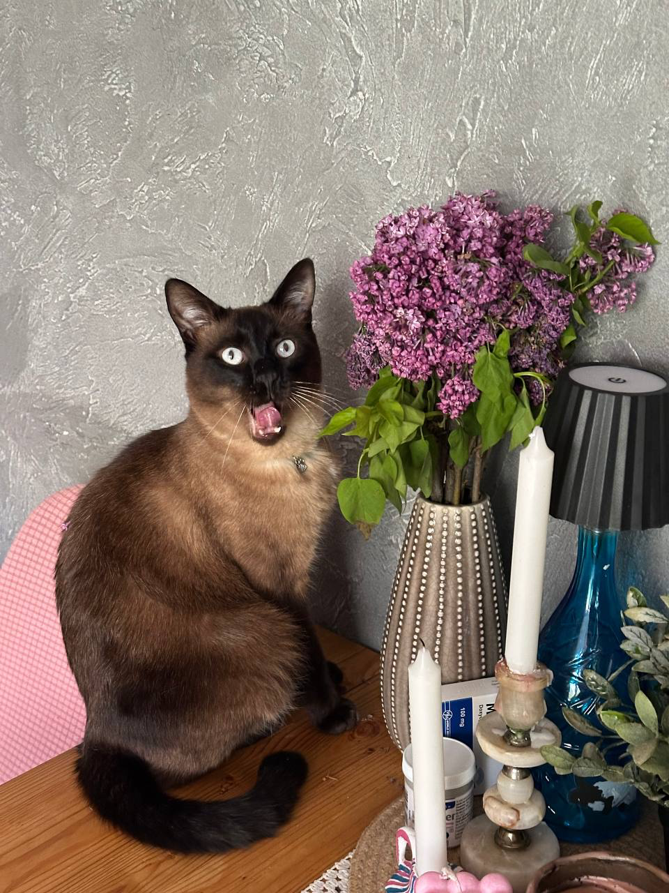 Hey Reddit, what’s the meme potential of my cat?